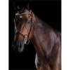 2022 Collegiate Comfitec Patent Bridle 8111 - Brown Colour Brown