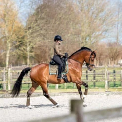 2023 PS Of Sweden Signature Dressage Saddle Pad 1110-040 - Olive Colour Olive -Equestrian Supplies 6077 202320PS20Of20Sweden20Signature20Dressage20Saddle20Pad201110 04020 20Olive20Lifestyle.700x700