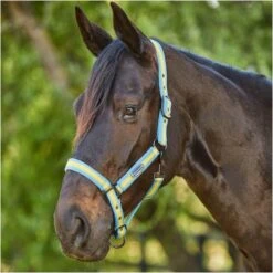 2023 Weatherbeeta Comfitec Essential Standard Neck Lite Turnout With FREE Headcollar - Seahorse Print -Equestrian Supplies 6125 202320Weatherbeeta20Comfitec20Essential20Standard20Neck20Lite20Coordinate20Headcollar20100042031002094020 20Seahorse20Print20Light20Blue20Headcollar20Close20Up201.700x700