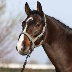 2023 HV Polo Francis Headcollar 1601093450 - Dark Oil Green -Equestrian Supplies 6938 202320HV20Polo20Francis20Headcollar20160109345020 20Dark20Oil20Green203.700x700