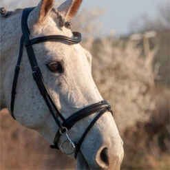 2023 Henry James Saddlery Comfort Flash Bridle HJ-BR-02 - Black Colour Black 5 2023 Henry James Saddlery Comfort Flash Bridle HJ-BR-02 - Black Colour Black -Equestrian Supplies 6996 202320Henry20James20Saddlery20Comfort20Flash20Bridle20HJ BR 0220 20Black203.700x700