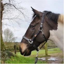 Equilibrium Stellar Headcollar - Black 7 Equilibrium Stellar Headcollar - Black -Equestrian Supplies Equilibrium Stella Headcollar Black 3.700x700