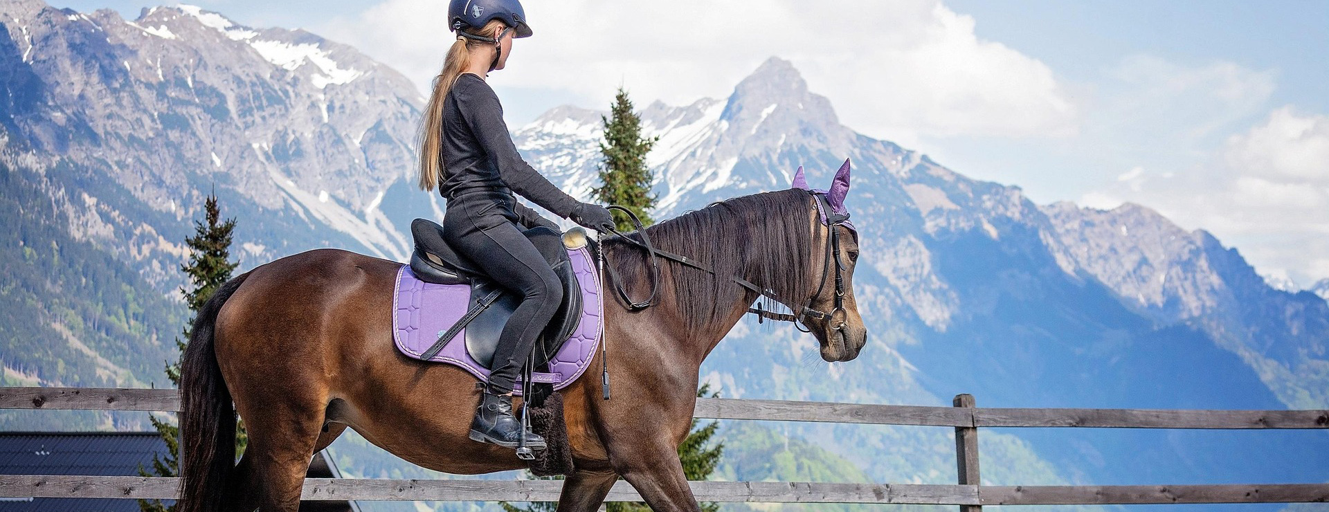 Front Page -Equestrian Supplies horse 6123173 1920