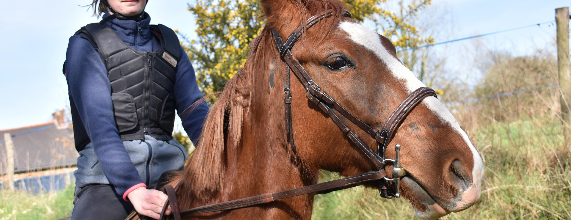 Front Page -Equestrian Supplies horse 6981555 1920